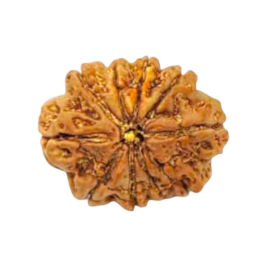 Natural 10 Mukhi Rudraksha