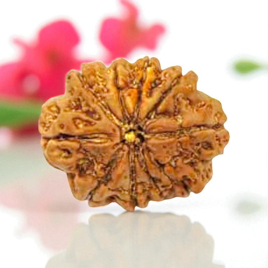 Natural 10 Mukhi Rudraksha