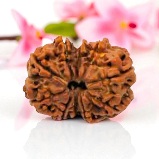 Natural 10 Mukhi Rudraksha