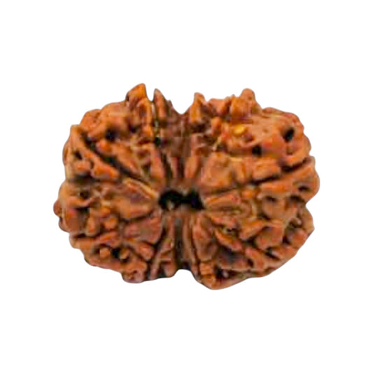 Natural 10 Mukhi Rudraksha