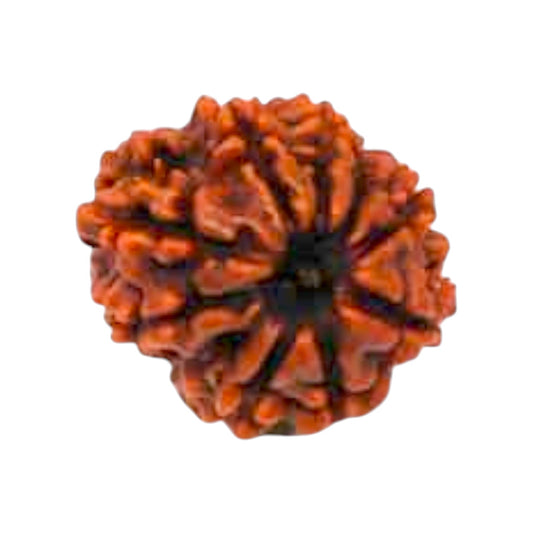 Natural 10 Mukhi Rudraksha