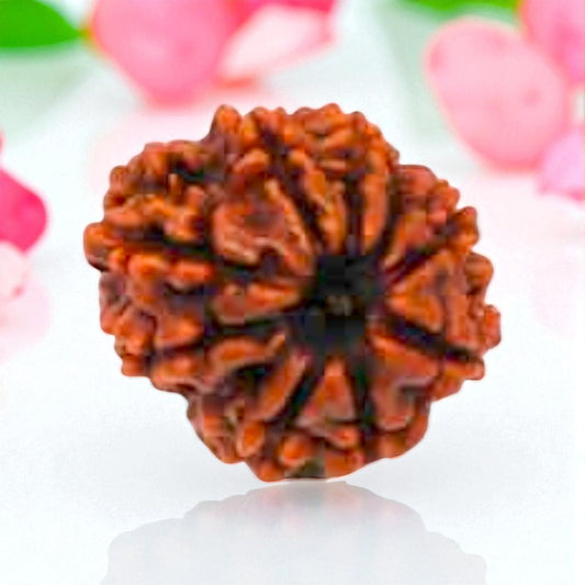 Natural 10 Mukhi Rudraksha