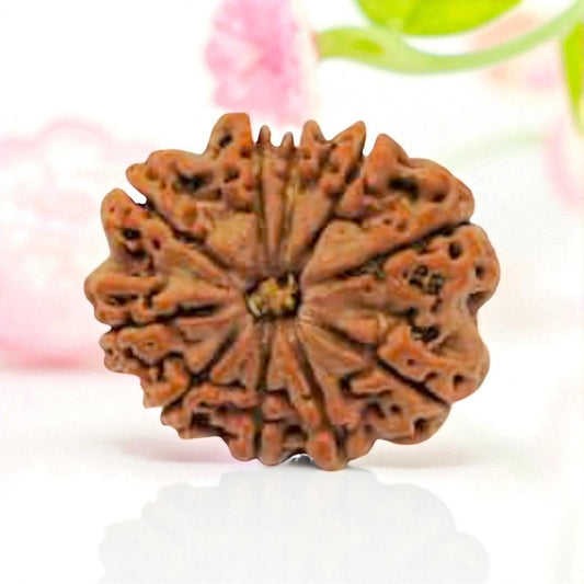 Natural 10 Mukhi Rudraksha