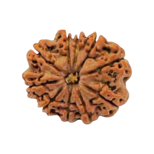 Natural 10 Mukhi Rudraksha