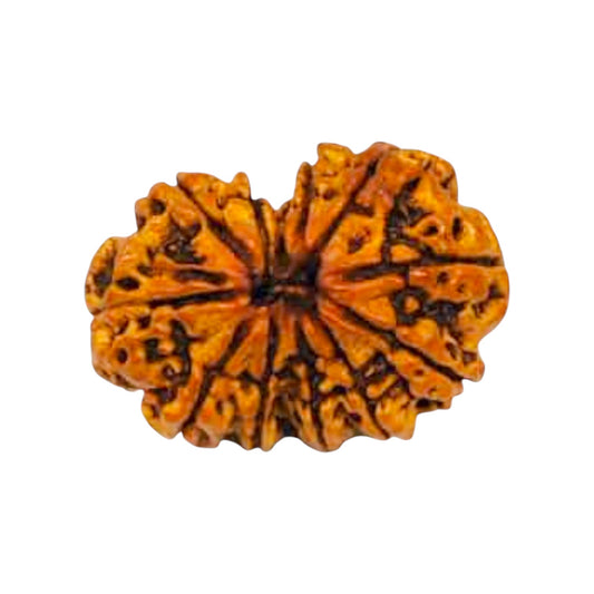 Gauri Shankar Rudraksha