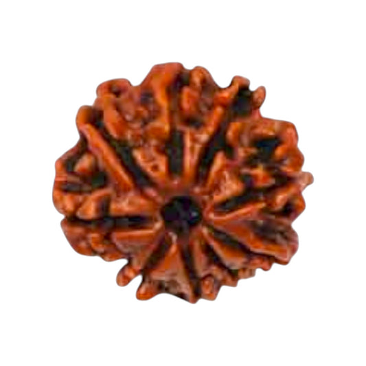 Natural 9 Mukhi Rudraksha