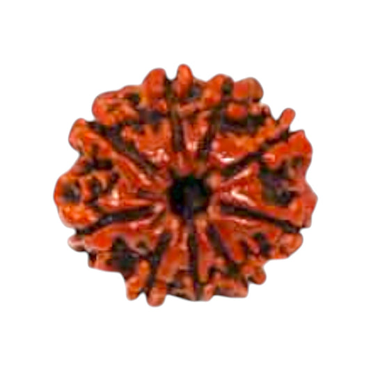 Natural 9 Mukhi Rudraksha