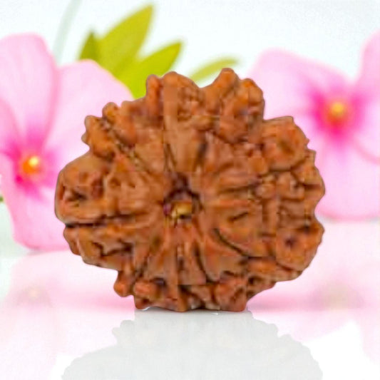 Natural 9 Mukhi Rudraksha