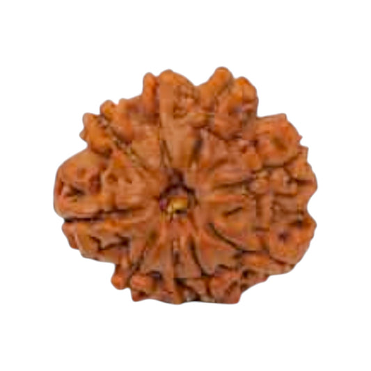 Natural 9 Mukhi Rudraksha