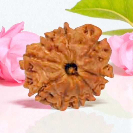 Natural 9 Mukhi Rudraksha