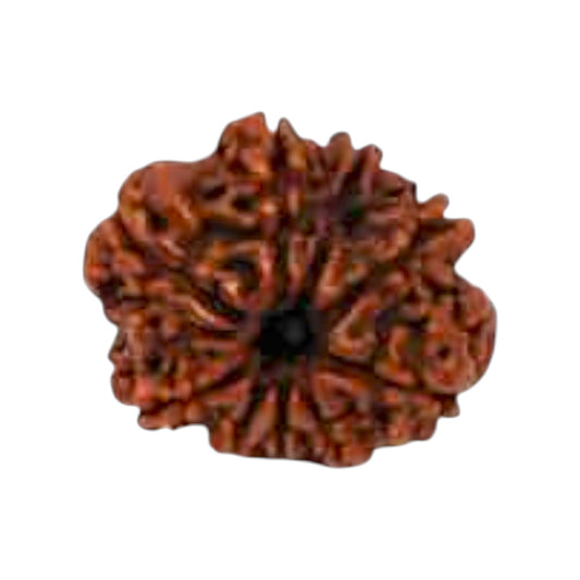 Natural 9 Mukhi Rudraksha