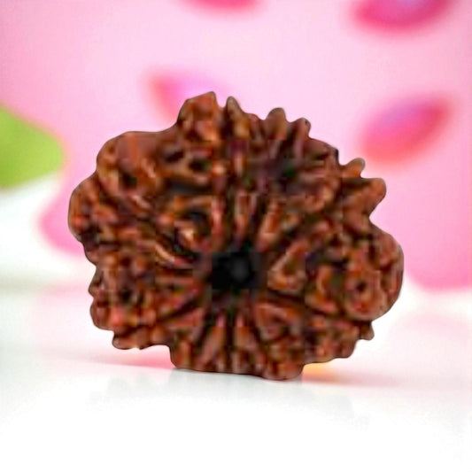 Natural 9 Mukhi Rudraksha