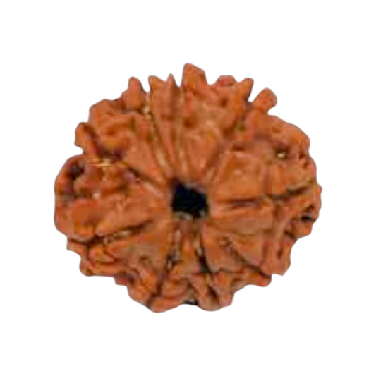 Natural 9 Mukhi Rudraksha