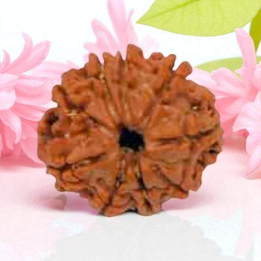 Natural 9 Mukhi Rudraksha