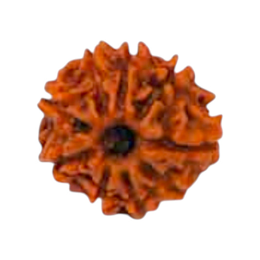 Natural 9 Mukhi Rudraksha