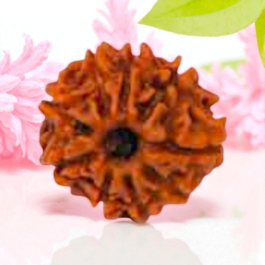 Natural 9 Mukhi Rudraksha