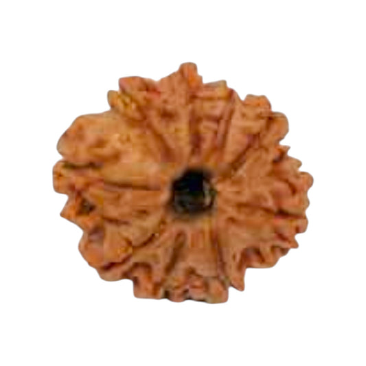 Natural 9 Mukhi Rudraksha