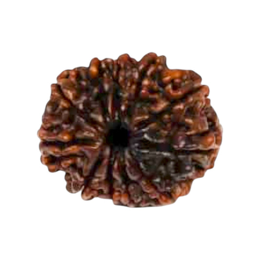 Natural 11 Mukhi Rudraksha