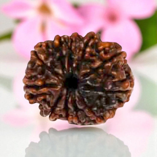 Natural 11 Mukhi Rudraksha