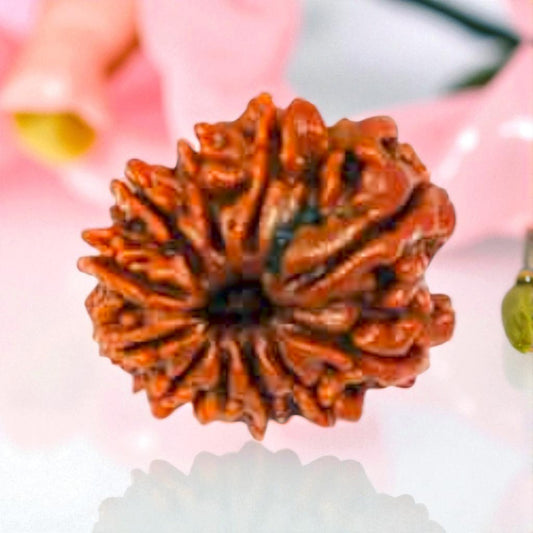Natural 11 Mukhi Rudraksha