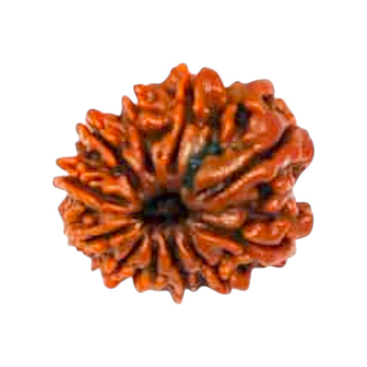 Natural 11 Mukhi Rudraksha