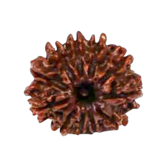 Natural 11 Mukhi Rudraksha