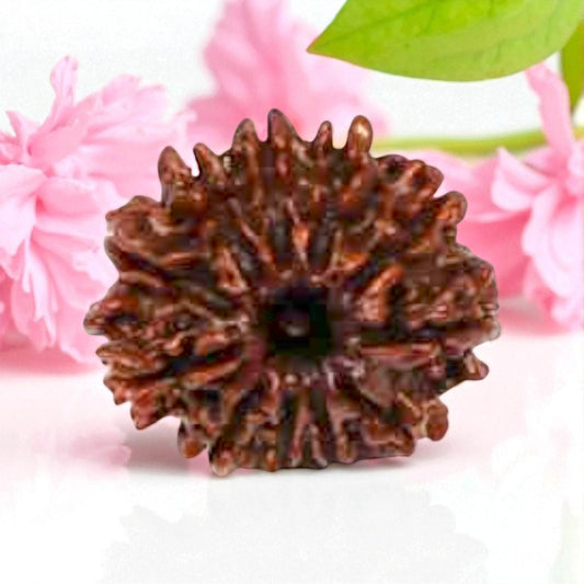Natural 11 Mukhi Rudraksha