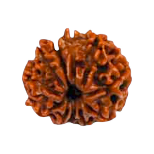 Natural 11 Mukhi Rudraksha