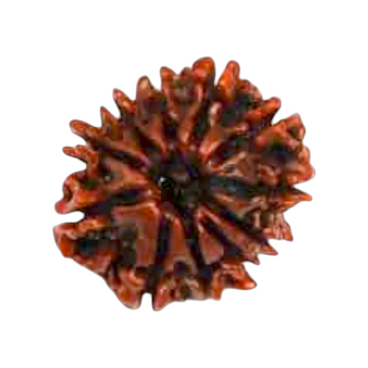Natural 11 Mukhi Rudraksha