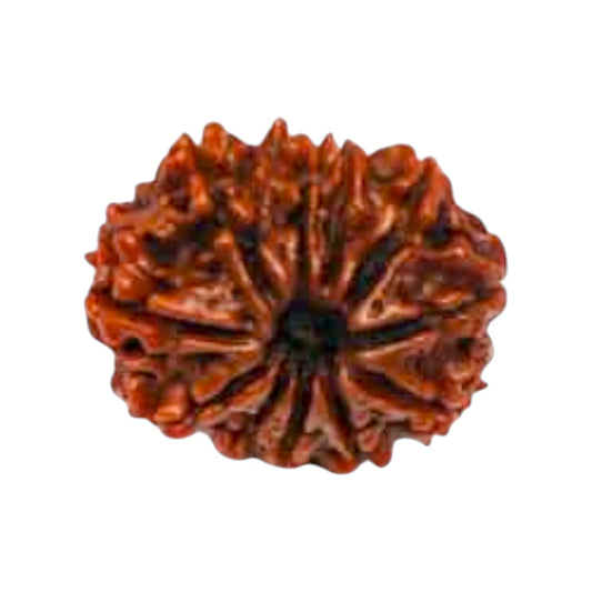 Natural 11 Mukhi Rudraksha