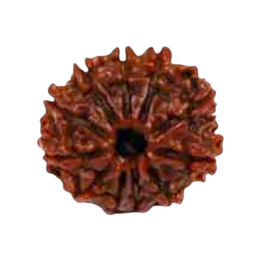 Natural 11 Mukhi Rudraksha