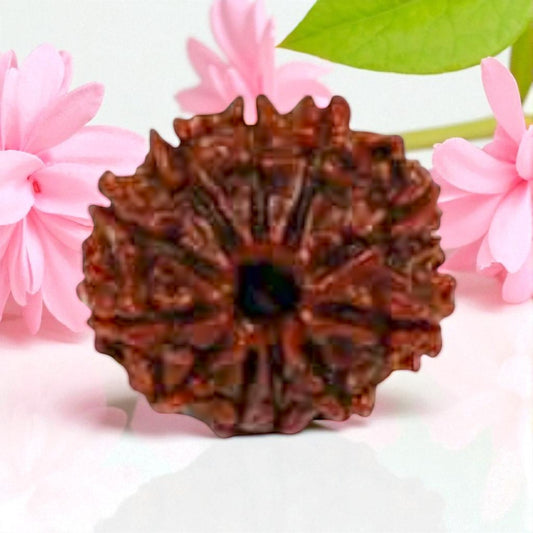 Natural 11 Mukhi Rudraksha