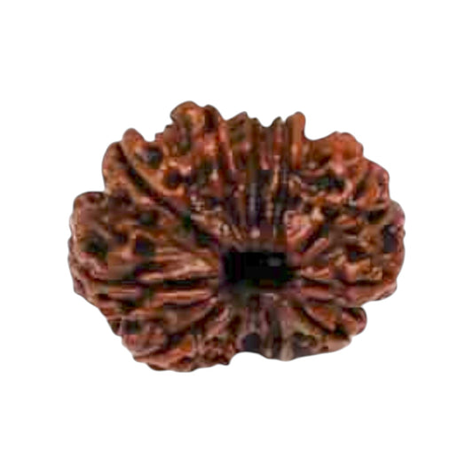 Natural 11 Mukhi Rudraksha