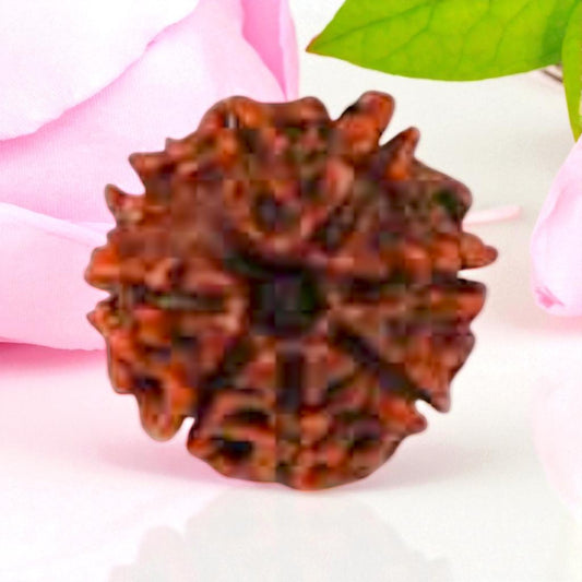 Natural 8 Mukhi Rudraksha