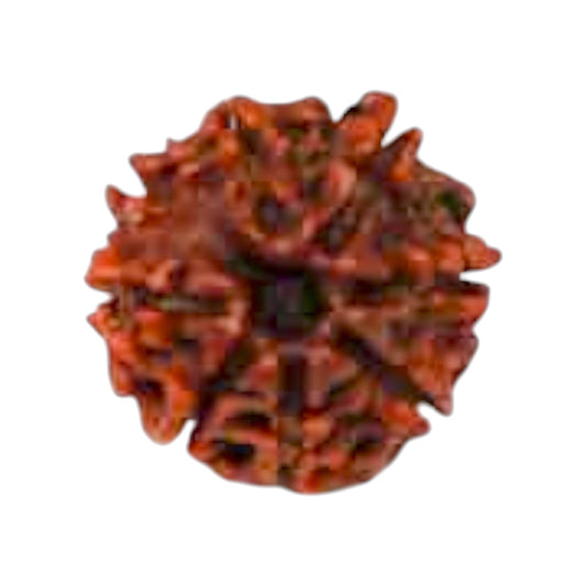 Natural 8 Mukhi Rudraksha