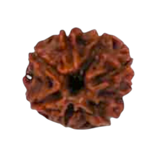 Natural 8 Mukhi Rudraksha