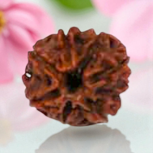 Natural 8 Mukhi Rudraksha
