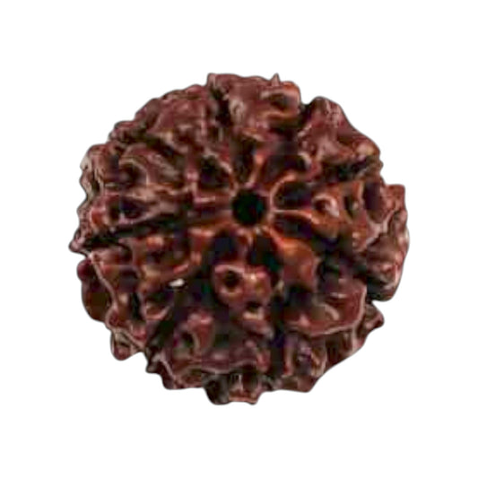 Natural 8 Mukhi Rudraksha