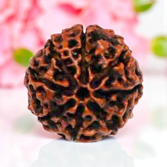 Natural 8 Mukhi Rudraksha