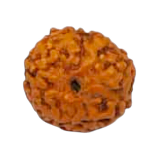 Natural 9 Mukhi Rudraksha