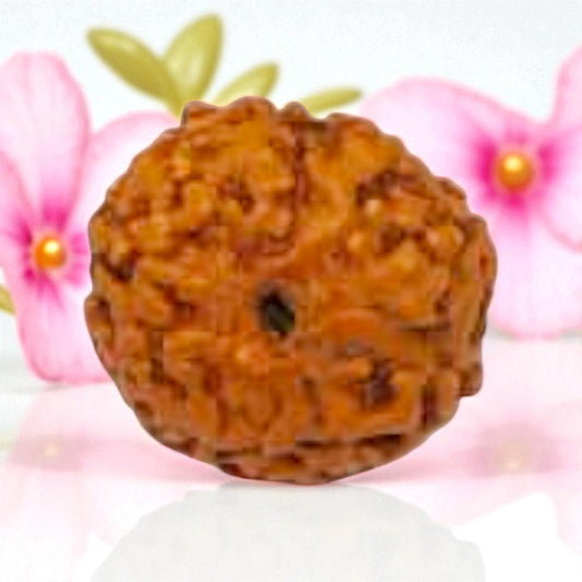 Natural 9 Mukhi Rudraksha