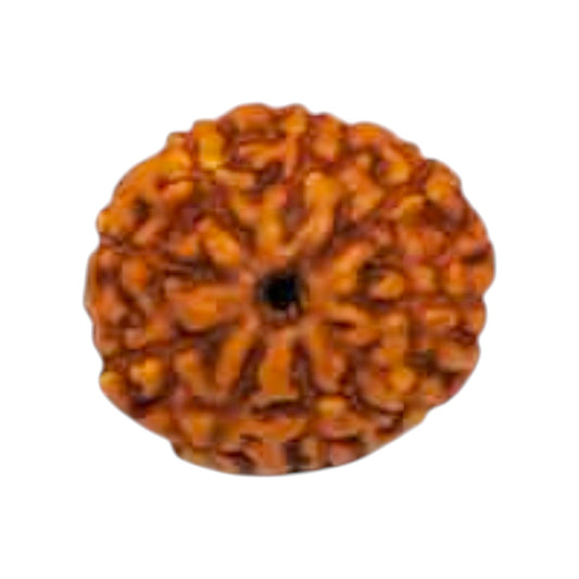 Natural 9 Mukhi Rudraksha