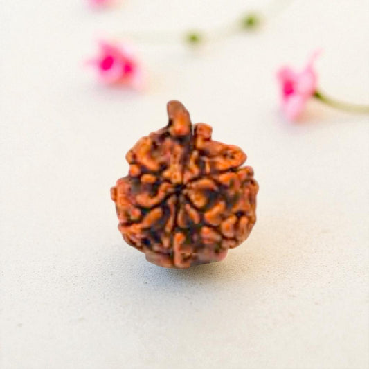 Natural Ganesh Rudraksha