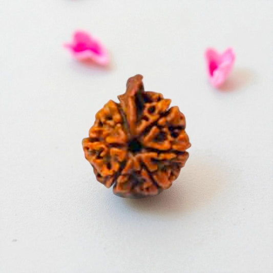 Natural Ganesh Rudraksha