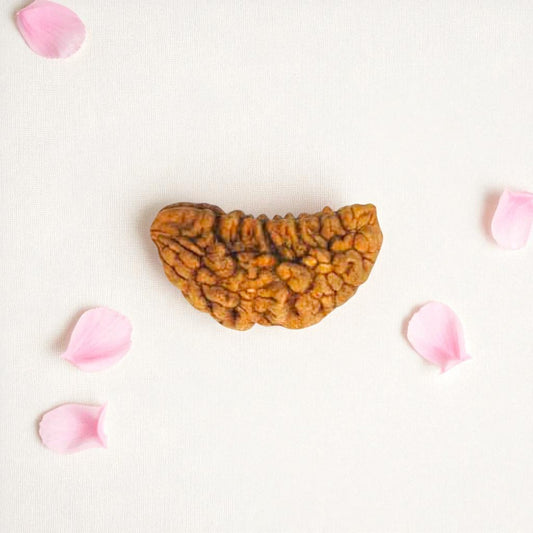 Natural 1 Mukhi Rudraksha