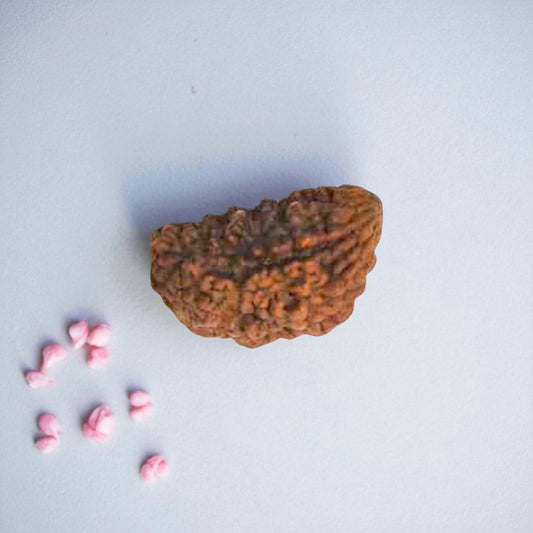 Natural 1 Mukhi Rudraksha