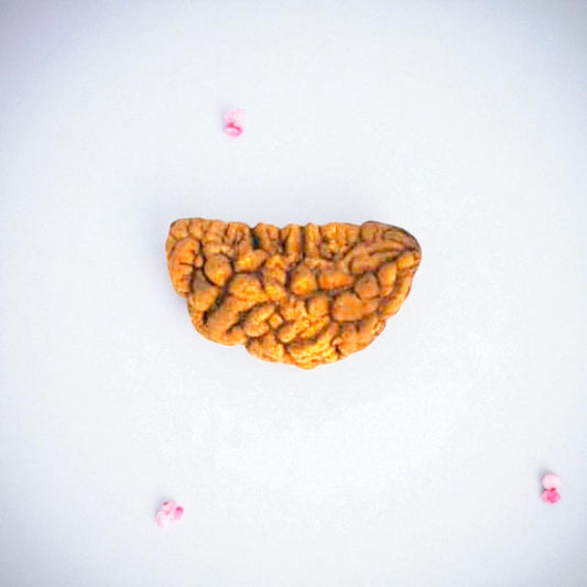 Natural 1 Mukhi Rudraksha