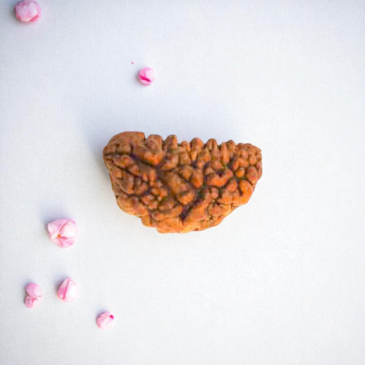 Natural 1 Mukhi Rudraksha