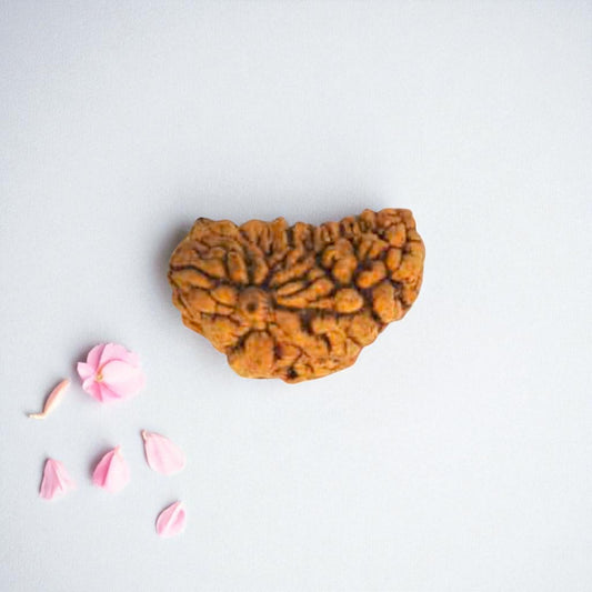 Natural 1 Mukhi Rudraksha