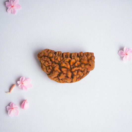 Natural 1 Mukhi Rudraksha Beads